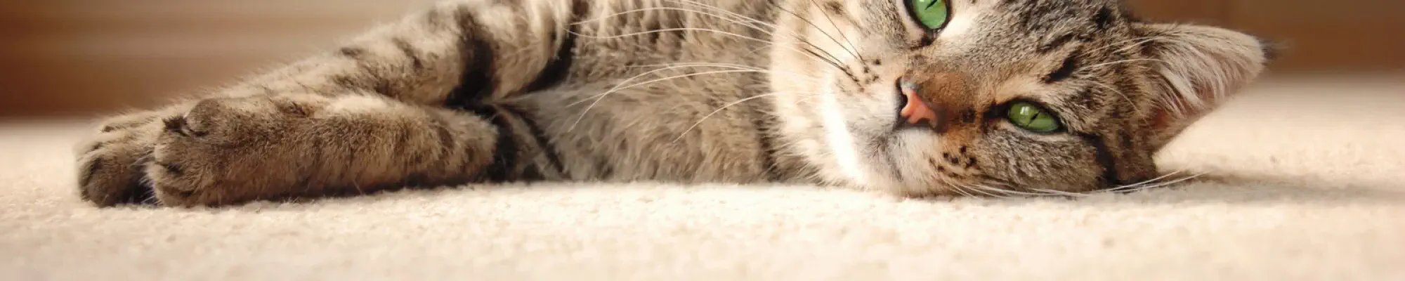 Pet Friendly Carpet Installation in a Las Vegas Home